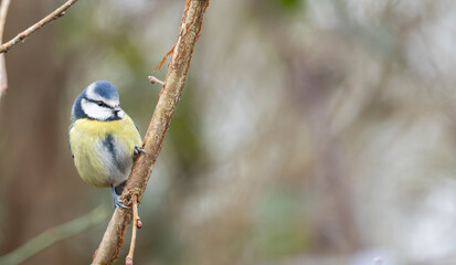  blue tit Cyanistes caeruleus balances on a slender branch with a bright blue cap and yellow chest, set against a soft green background. Lively wildlife image 