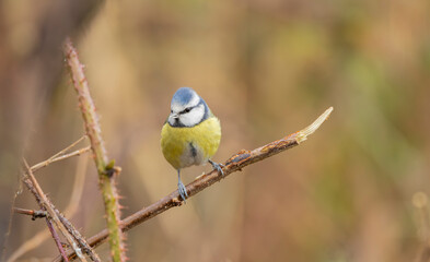  blue tit Cyanistes caeruleus balances on a slender branch with a bright blue cap and yellow chest, set against a soft green background. Lively wildlife image 