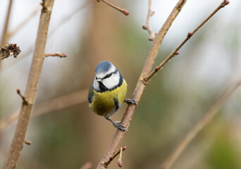 Fototapeta premium blue tit Cyanistes caeruleus balances on a slender branch with a bright blue cap and yellow chest, set against a soft green background. Lively wildlife image 