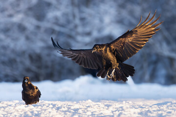Obraz premium Black Raven In Flight Over Snowy Mountains