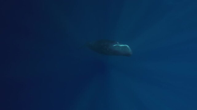 A sleeping sperm whale drifts peacefully underwater, releasing gentle bubbles into the deep blue ocean. Perfect for concepts of tranquility, nature, marine life, and underwater serenity.