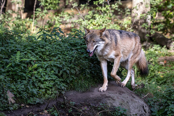 Fototapeta premium European Grey Wolf, Canis lupus in a german park