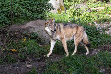 Obraz premium European Grey Wolf, Canis lupus in a german park