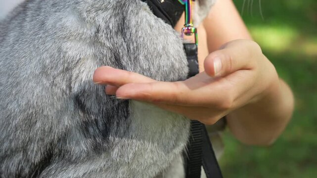 Close-up of a grey female British Shorthair cat wearing a harness in a public park while a hand gently pets her and removes shed fur. Real-time footage.