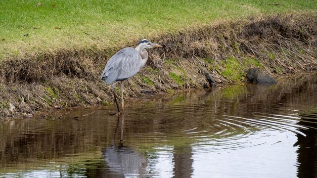 Great Blue Heron  foraging for food in a Florida pond.