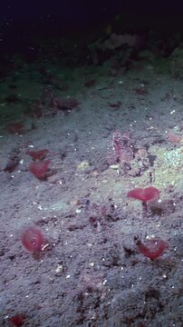 A gathering of Serpula Vermicularis, also known as Red Tube Worms, thrive in a natural habitat. These small, crimson worms are located on the ocean floor, near the California coast.