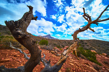 Twisted Desert Tree Red Rock Canyon Dramatic Sky and Rugged Terrain
