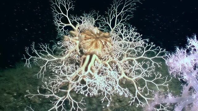 Deep in North Atlantic, Gorgonocephalus eucnemis or Gorgon's Head Starfish slowly stretches out its intricately branched tentacles. Beautiful brittle star anchors itself among soft coral.