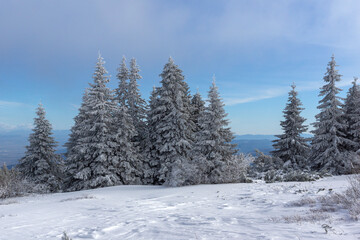 Obraz premium Winter Landscape of Vitosha Mountain, Bulgaria
