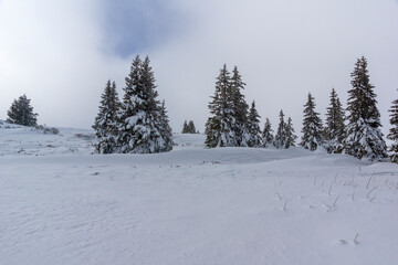 Obraz premium Winter Landscape of Vitosha Mountain, Bulgaria