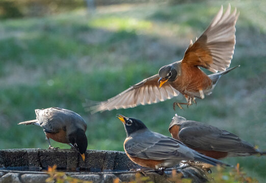 Four American Robins Gather at a Bird Bath