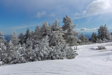 Obraz premium Winter Landscape of Vitosha Mountain, Bulgaria