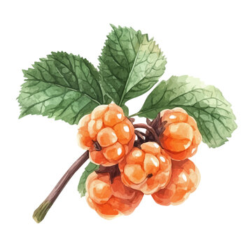 watercolor of Cloudberry draw graphic, isolated on a white background.