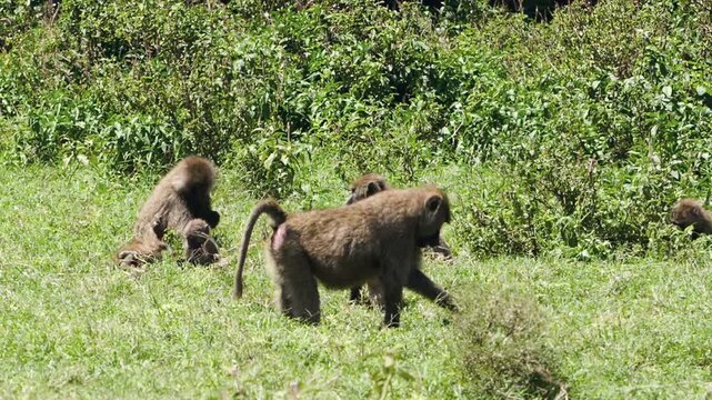 A lively troop of baboons gracefully explores the vibrant green grasslands of Lake Nakuru National Park in Kenya, Africa, under the warm African sun.