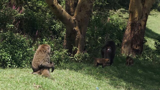 Serene baboons enjoy a peaceful afternoon amidst the vibrant landscape of Lake Nakuru, Kenya, Africa. A mother and baby remain close as one rests on sun-drenched grass.