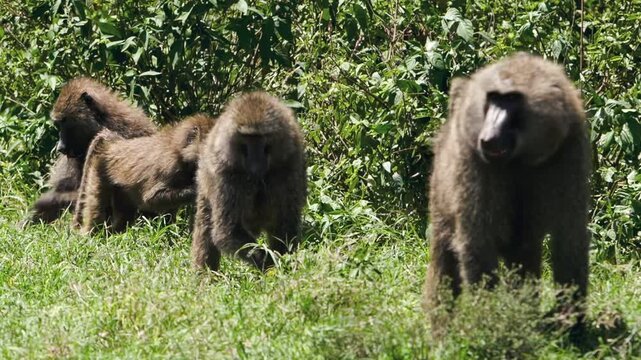 A troop of baboons enjoys a sunlit day, moving and resting among the lush green vegetation near Lake Nakuru in Kenya, Africa. Their natural habitat comes alive.