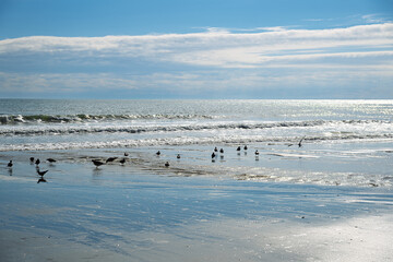 Shorebirds forage in the wet sand near the water's edge at winter in Myrtle Beach, South Carolina.