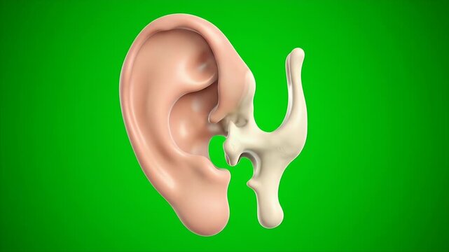 Detailed 3D Medical CGI of Ear Anatomy Isolated on Green Screen for Educational Animation and Healthcare Visualization