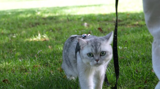 A grey British Shorthair cat wearing a harness follows a young man on a leash in a public park, then suddenly stops and looks attentively at something. Slow motion.