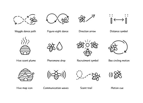 Bee Communication Icons. How bees make honey. Line icon set of bee communication: waggle dance path, figure-eight dance, direction arrow, distance symbol, hive