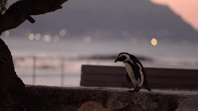 African penguins at Boulders Beach during a late sunset, moving among coastal rocks and calm ocean waters in low evening light, capturing a quiet and atmospheric moment of their natural seaside life