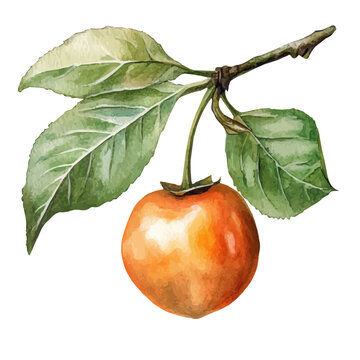 Capulin Cherry, watercolor illustration featuring soft shadows and luminous, isolated on a white background.
