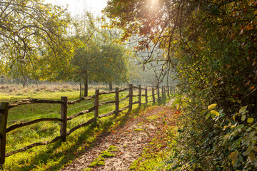 Obraz premium A sunny scenic path with a wooden fence along a green meadow and trees. A peaceful rural landscape in the autumn morning light, natural outdoor scenery, travel, nature background.