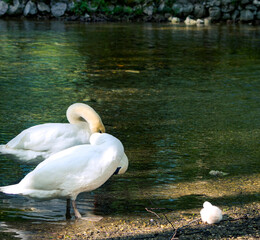 swans on the river © SporisevicPhotos