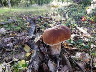	View from summer forest with beautiful cep mushroom under little spruce trees