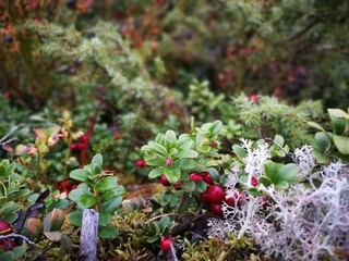 foraging bacground with edible berries lingonberry