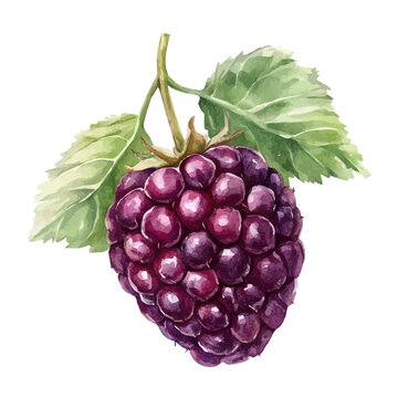 Boysenberry, watercolor clipart showing delicate textures and whimsical forms, isolated on a white background.