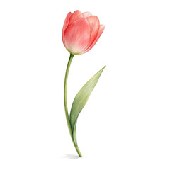 Naklejka premium Watercolor Pink Tulip Flower, Minimal Botanical Illustration