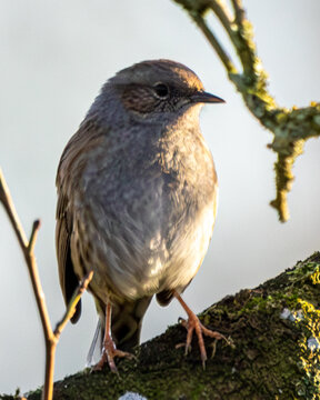 british wild bird a portrait of a dunnock.