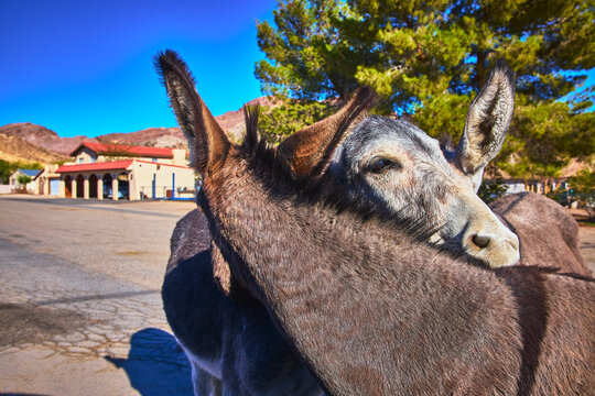 Wild Burros on Nevada Road with Beatty Architecture and Desert Landscape