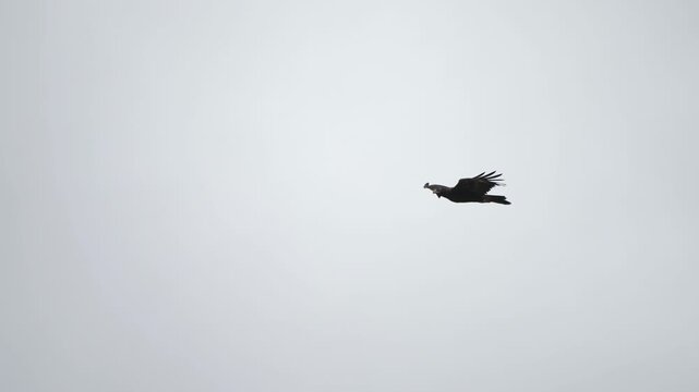 Solitary Wedge Tailed eagle moves gracefully against grey overcast sky
