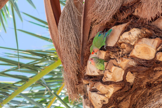 Bonded Love Birds in Nest
