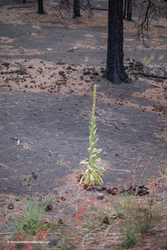 Sunset Crater