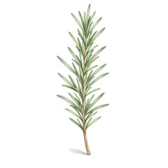 Fototapeta premium Watercolor rosemary sprig herb botanical clipart isolated on white background