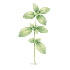 Obraz premium Watercolor green herb sprig with oval leaves, botanical clipart isolated on white