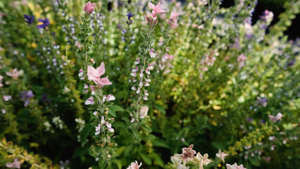 Salvia horminum with tall, branched stems and multicolored flowers, growing in a Siberian plant nursery. This vibrant sage from the mint family thrives in dry soils and full sun.