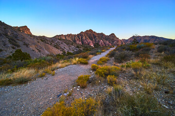 Obraz premium Desert Trail with Red Rock Canyon Mountains and Wild Vegetation at Sunrise