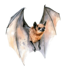 watercolor of Bat draw graphic, isolated on a white background. © velora