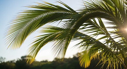 Fototapeta premium Close-up of lush green palm fronds against a bright, hazy sky with sun flare