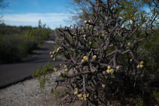 Buckhorn Cholla in Winter
