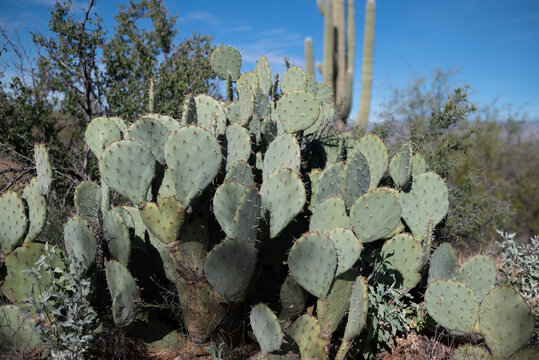 Pricly Pear Cacti and Sagauro