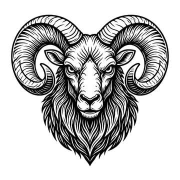 ram sheep head with curved horns hand drawn line art vector illustration