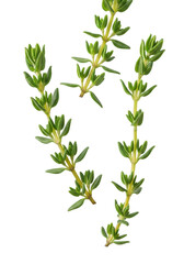 Obraz premium Fresh green thyme sprigs with delicate ovate leaves against a transparent background with copy space, soft studio lighting, culinary and organic quality concept
