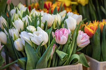 Blooming tulips at a stand in the Old Town farmers market, Bern, Switzerland © SvetlanaSF