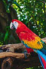 Obraz premium Guacamaya Mexicana