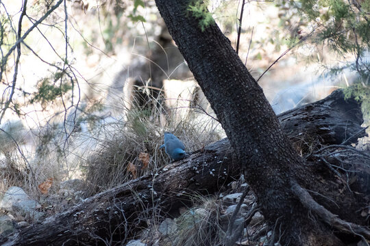 Mexican Blue Jay looking for food